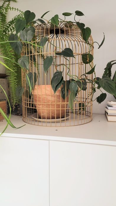 Philodendron pnący