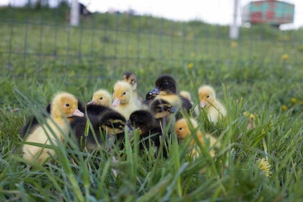 Pisklęta jednodniowe perliczka, pisklęta brojler zagrodowy Rebo