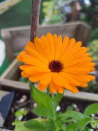 Calendulas (plantas ou sementes)