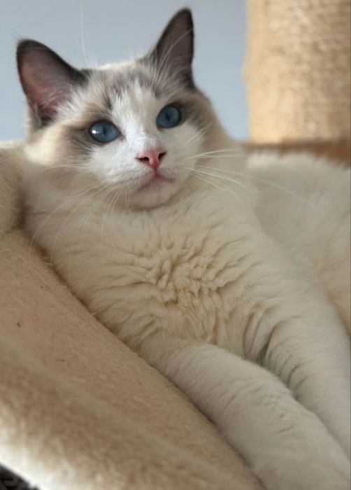 Kotka Ragdoll blue bicolor FPL