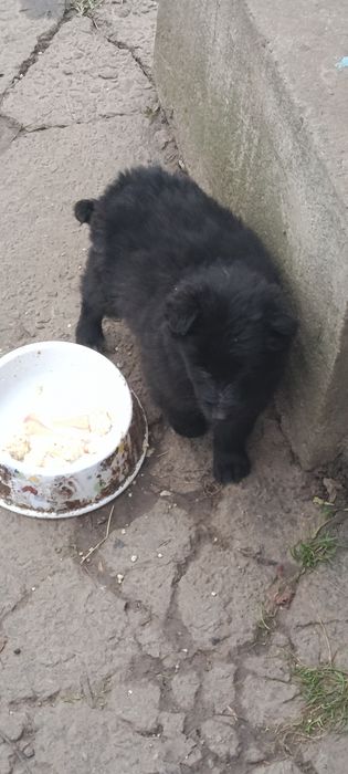 Цуценята роздаємо