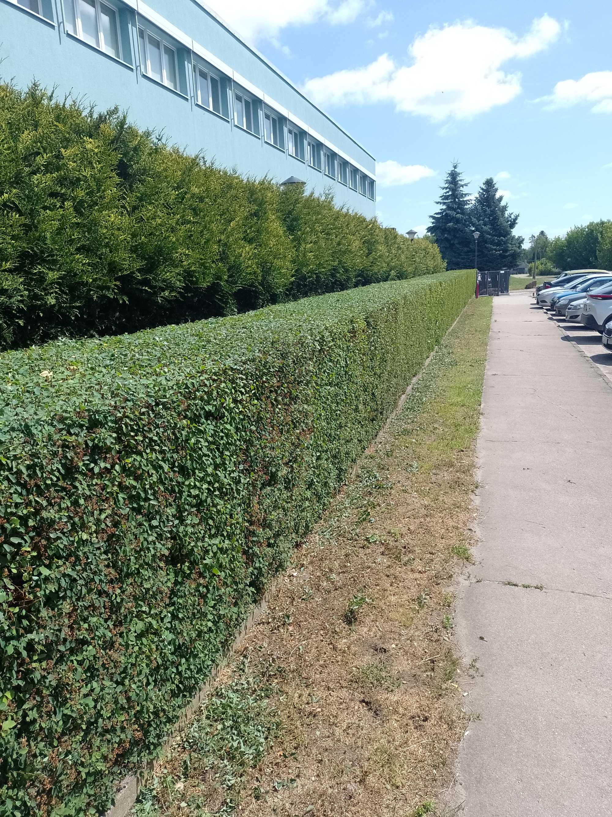 Koszenie traw I zarośli   Pielęgnacja żywopłotów