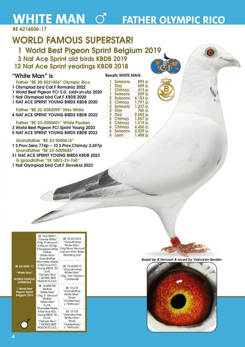 Gołębie pocztowe Inbred Olimpic Rico 1 as Belgii