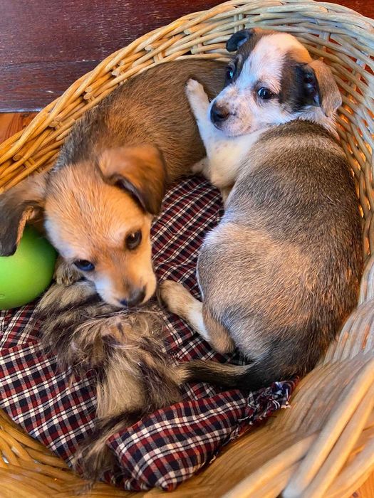 Pilne! dwa piękne szczeniaki uratowane od rozmnażacza do adopcji Konin