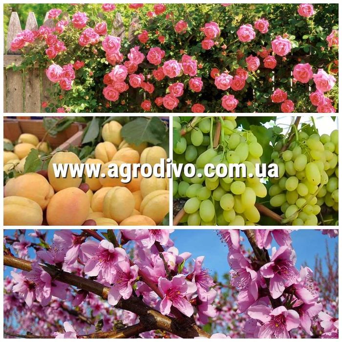 Саженцы слива, персик, абрикос, черешня, хурма, розы, яблоня, груша.