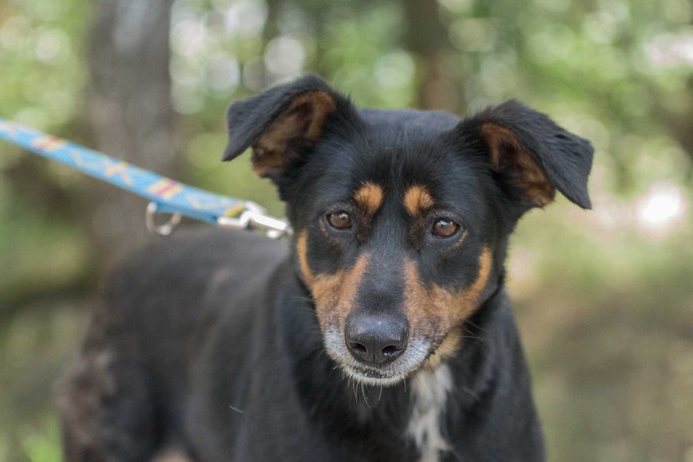 Cudna Ida - wspaniała sunia dla rodziny do adopcji