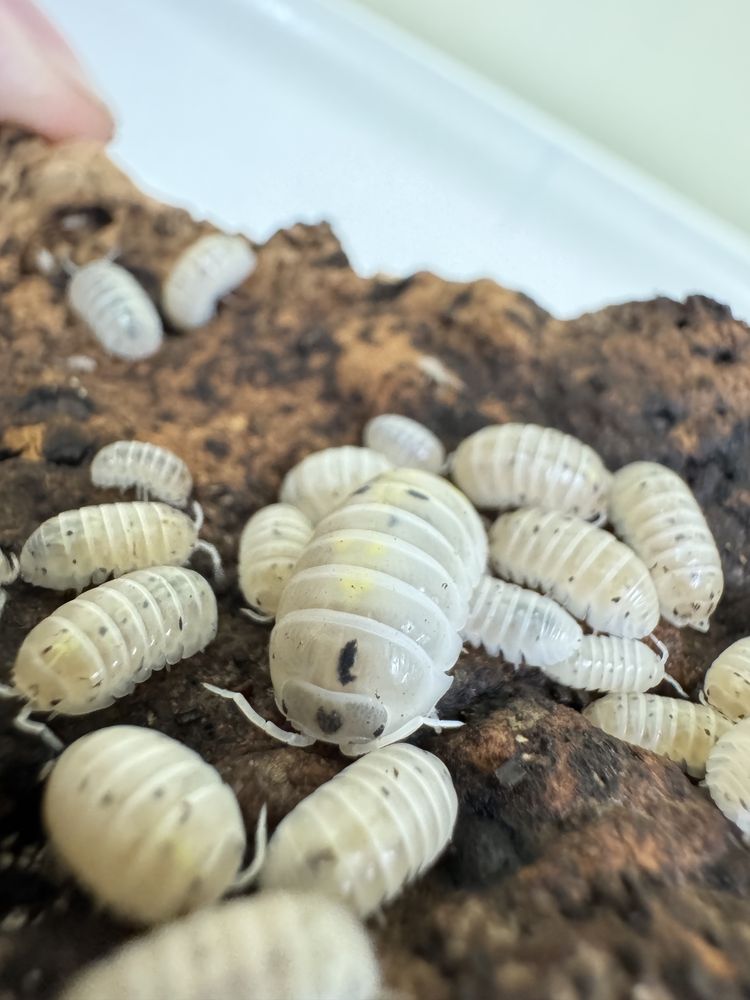 Armadillidium vulgare Magic Potion - isopody, ekipa sprzątająca