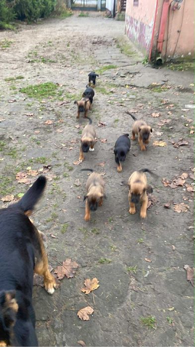 Oddam Pieski w dobre ręce