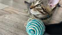 8 tygodniowy kocure po maine coon szuka dobrego domu