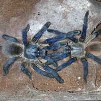 Monocentropus balfouri самочка паука птицееда редкая по Украине