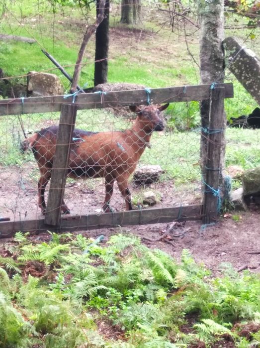 Cabra para venda