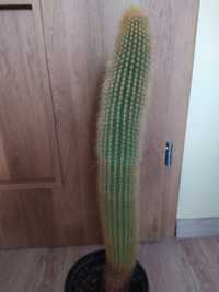 Kaktus około 50 cm wysokości