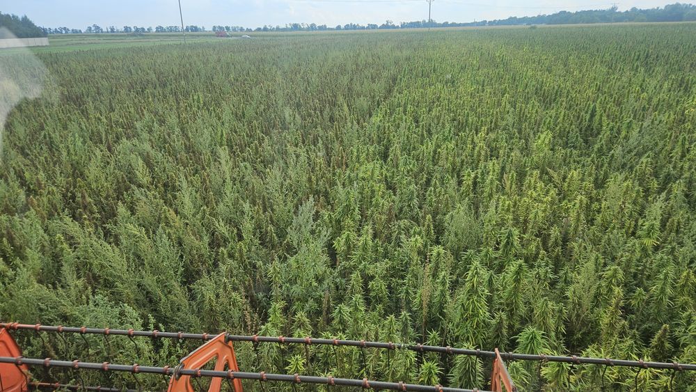 Konopie siewne nasiona oleiste na olej wiesiolek od producenta