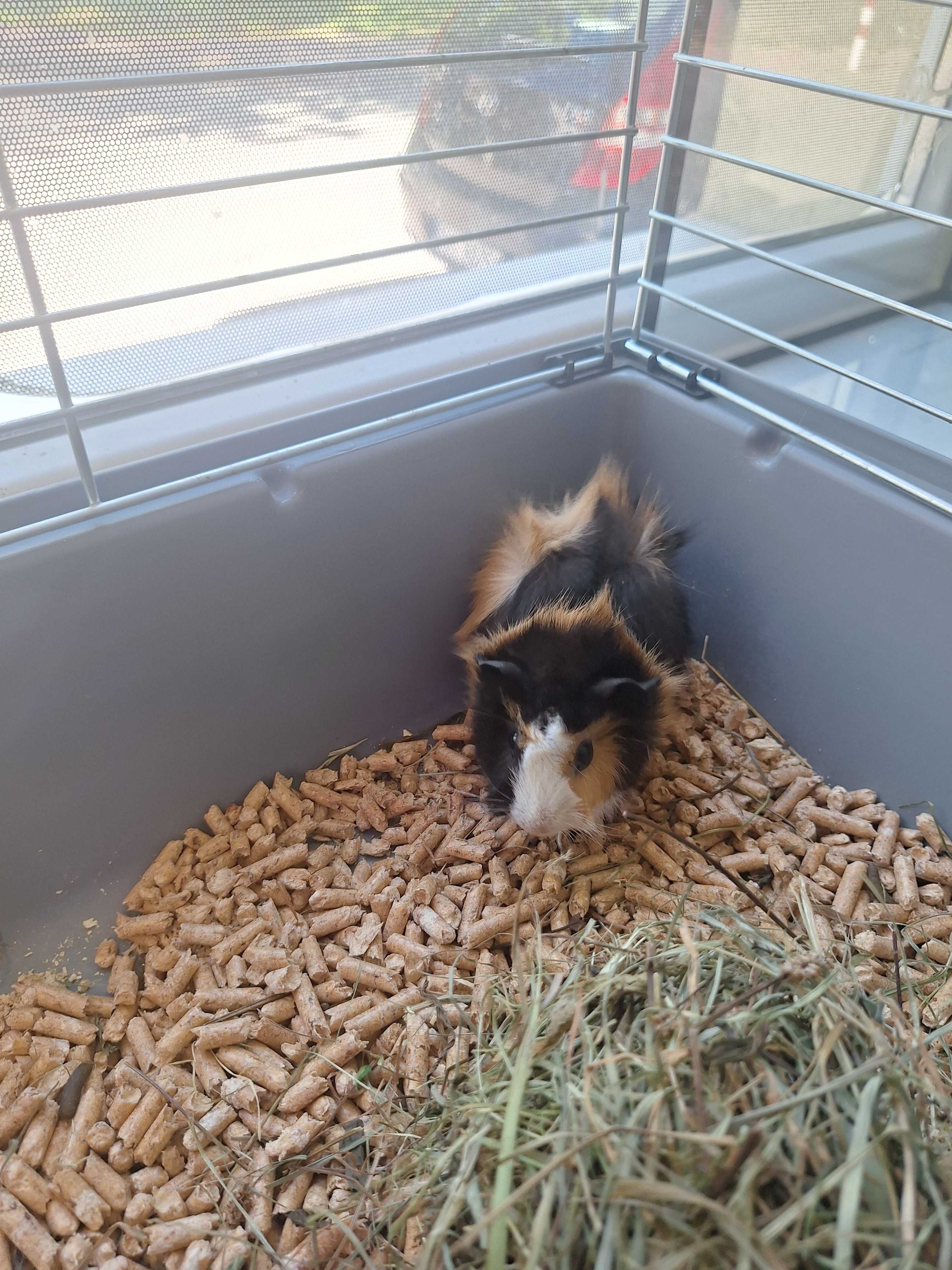 Świnki morskie rozetka