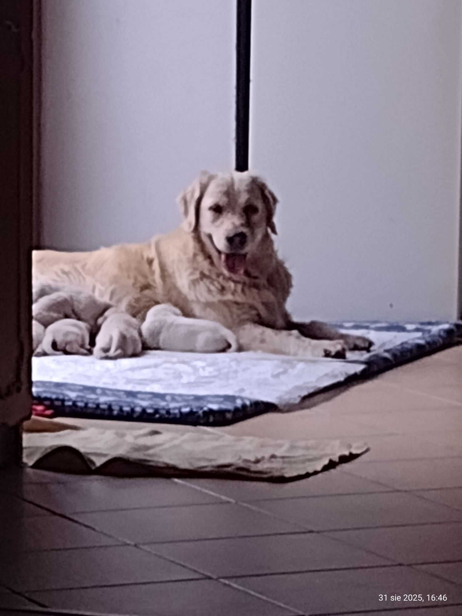 Golden Retriever szczeniaki piesek ZKwP/FCI