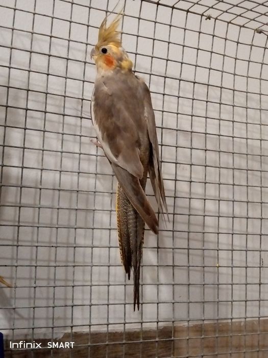 Cacatua ponta muito
