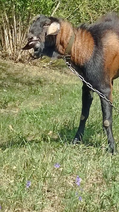 ПРОДАМ НА ПЛЕМЯ: нубийца 90%.В Добрые руки