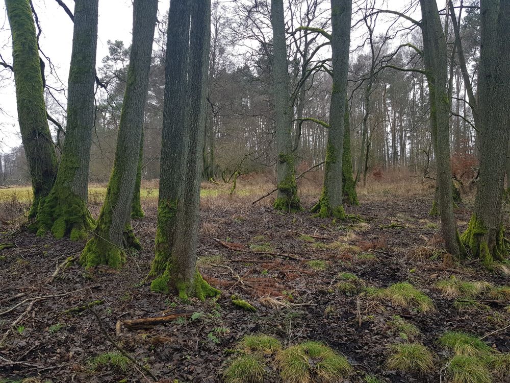 Piękna dzialka 2,9 ha nad rzeką Piławką w otoczeniu lasu