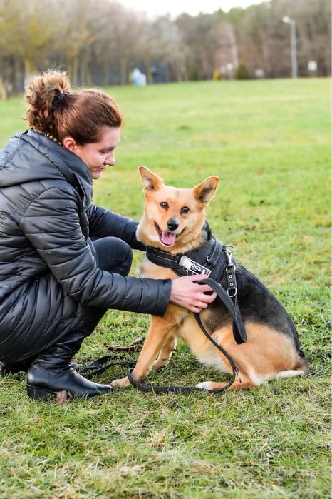 Cudowna średniej wielkości suczka do pilnej adopcji