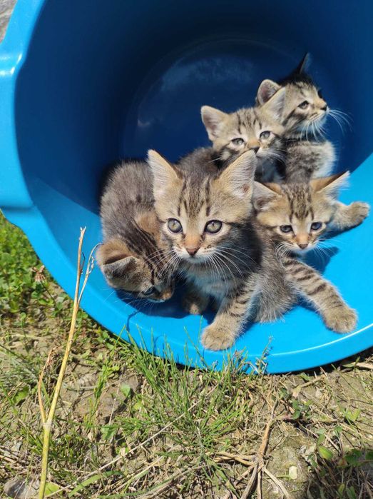 Кошенята в добрі руки