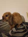 Króliczki Mini Lop / baranek miniaturowy