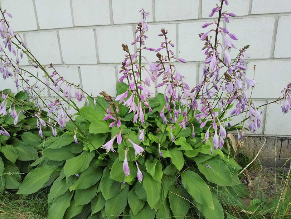 Hosta zielona sadzonki
