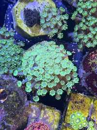 17 Alveopora Green Duze zdrowe szczepki lps Akwarium Morskie