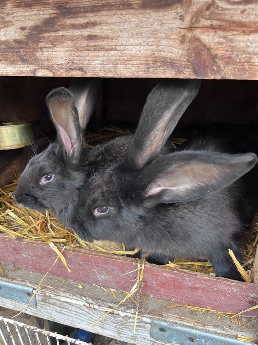 Młode króliki, urodzone w maju.