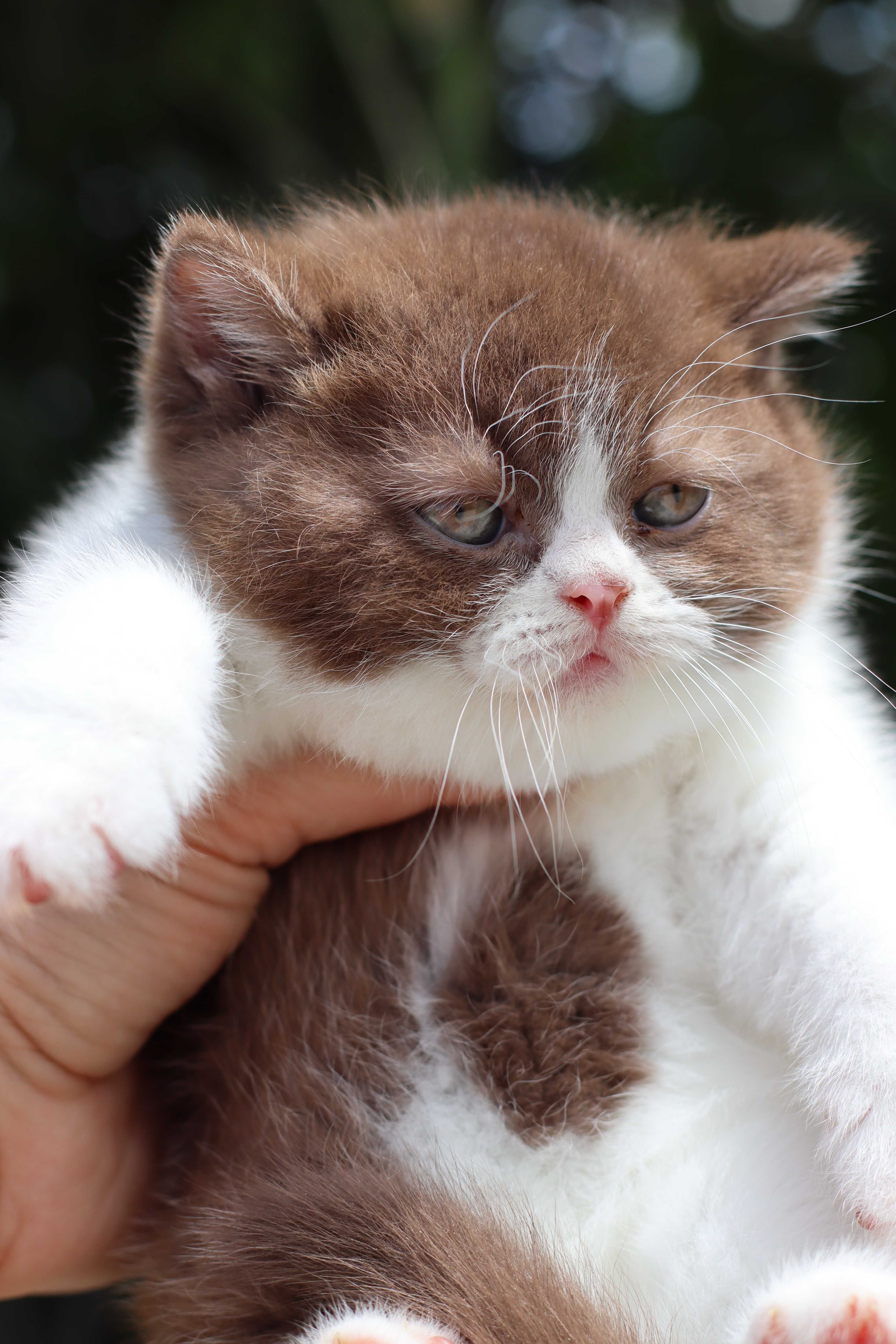 Gatinho British Shorthair chocolate e branco