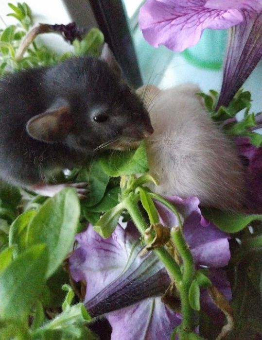 крыса дамбо