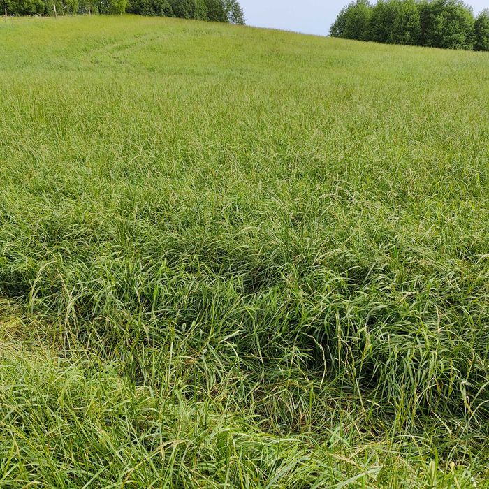 Mieszanka traw życica lucerna koniczyna trawa wysyłka