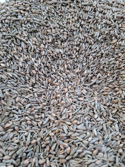 Sprzedam mieszankę paszową ŻYTO+PSZENICA