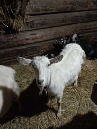Переїдуть до нової домівки 3 козлики 4 місяці 
А також є 3 кози первіс