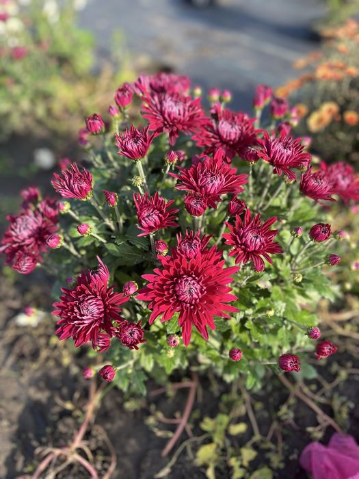 Хризантема вже з квітами шаровидна,  великий вибір,  корейська кущова