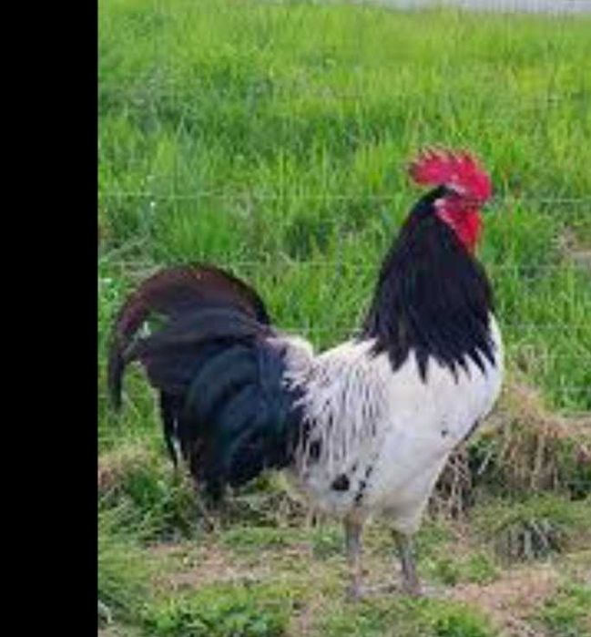 Sprzedam koguta brakla srebrna , lakenfelder, kaczki mandarynki
