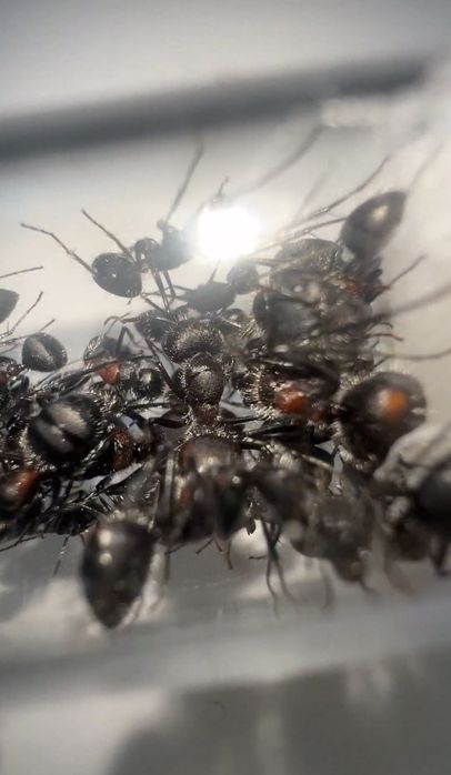 Екзотичні мурахи Camponotus mutilarius (xiangban)