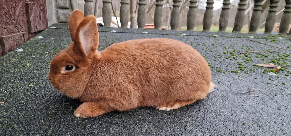 Nowozelandzki czerwony samiec z rodowodem kroliki nowozelandzkie