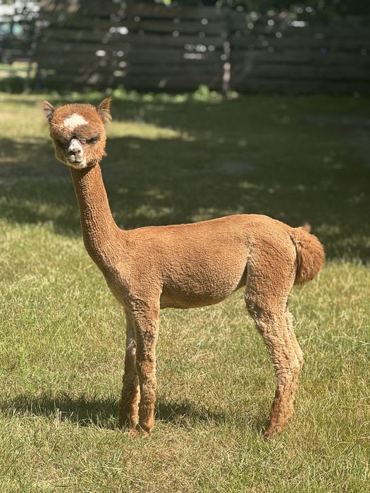 Młody Samczyk Alpaki