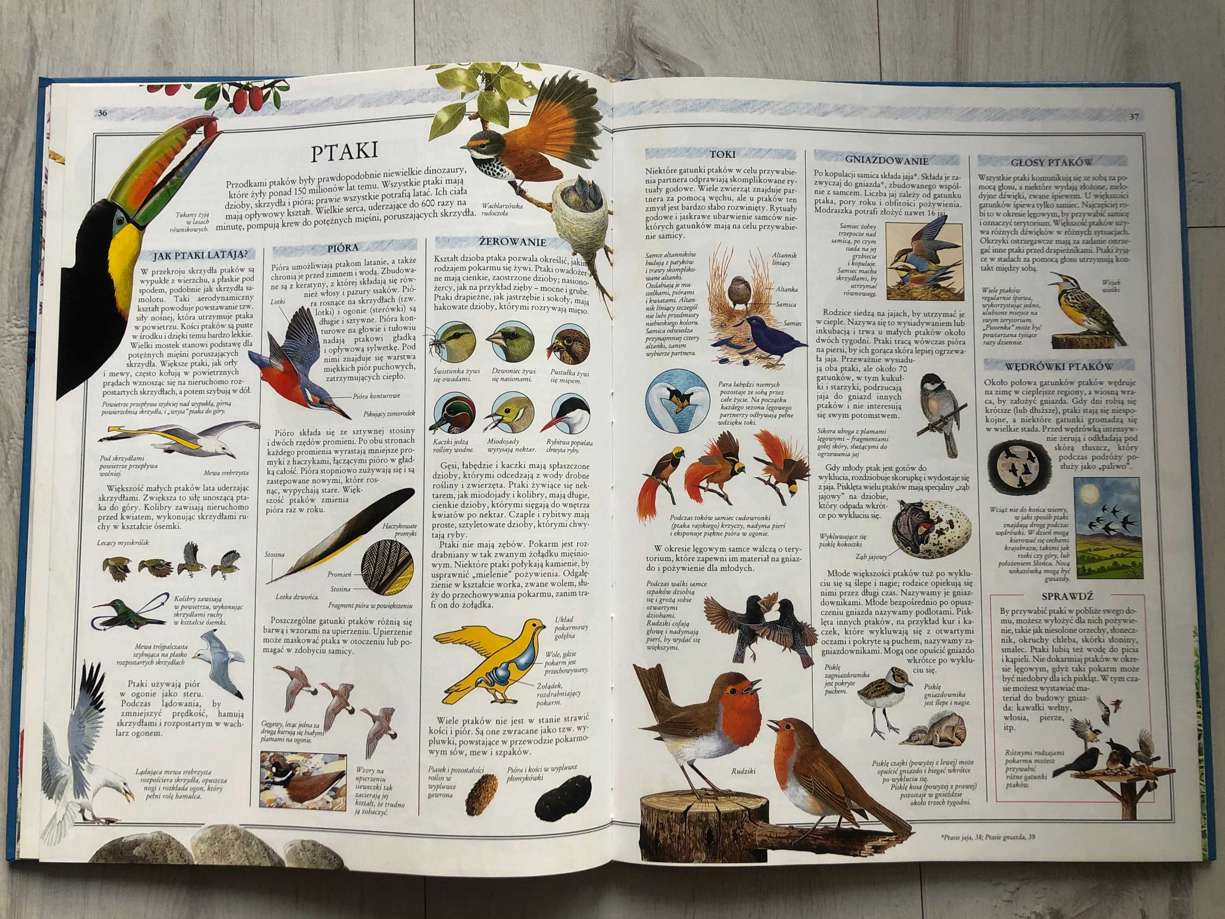 Ilustrowana encyklopedia przyrody Encyklopedie dla dzieci