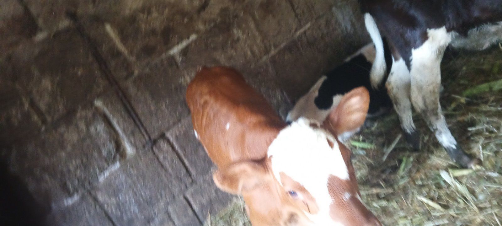 Продам бычка 3 месяца