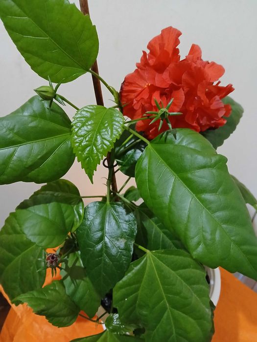 Китайська троянда гібіскус доросла квітка