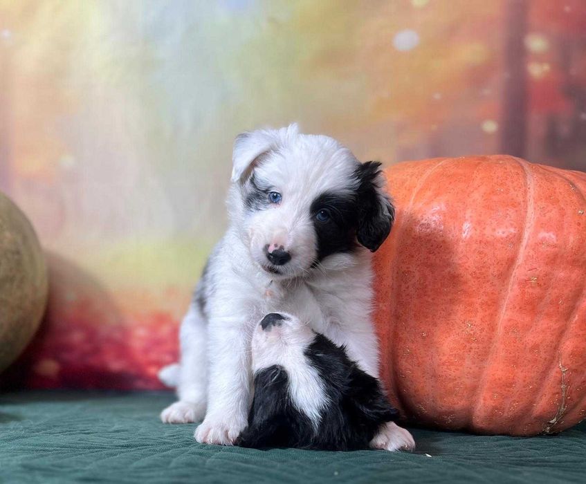 szczeniak  blue-merle Border Collie ZKwP(FCI) samiec