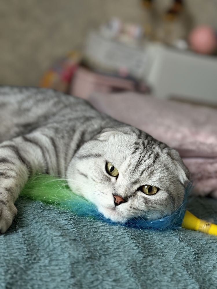 Шотландский кот Вязка
