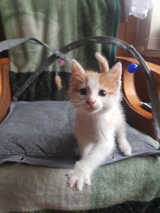 Oddam Kota  w dobre ręce.