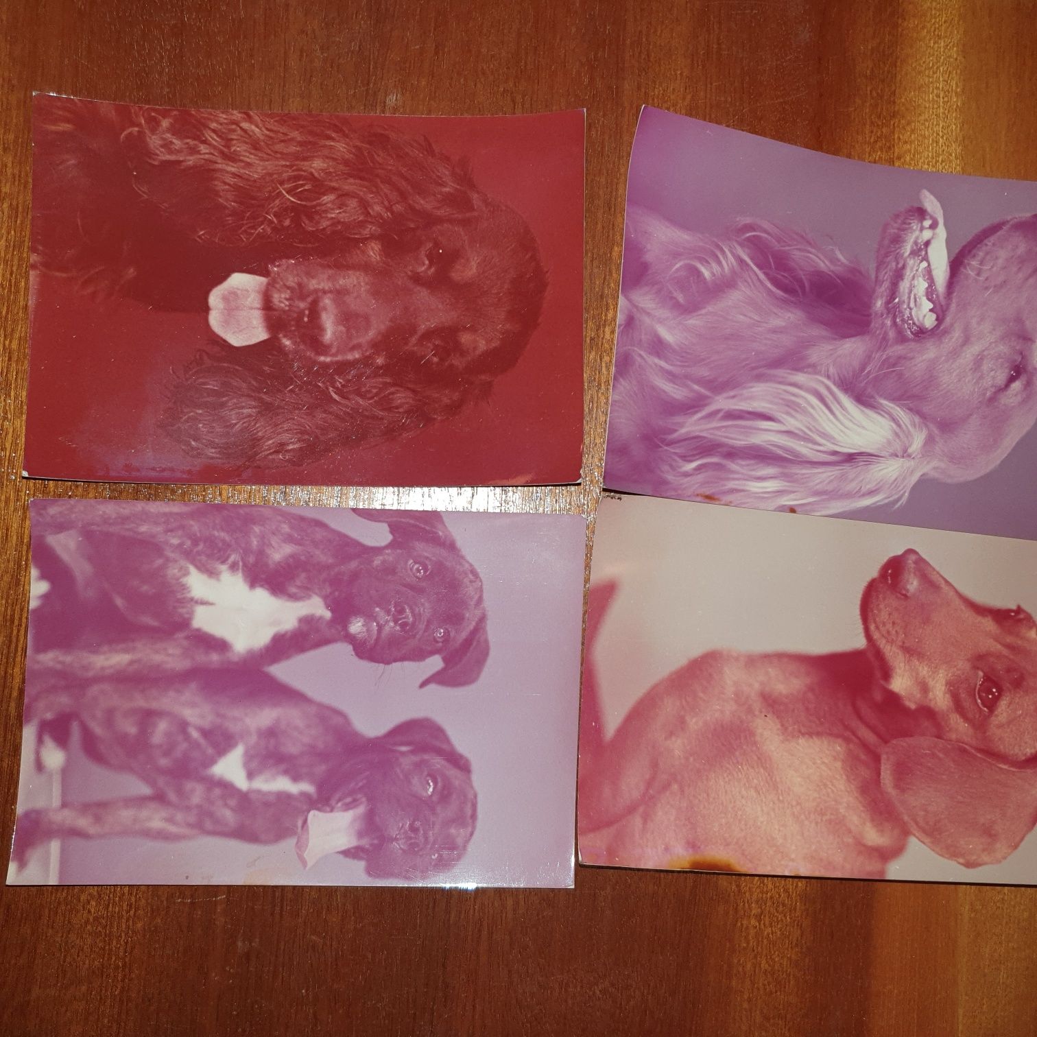 Karty pocztowe psy 1971 r