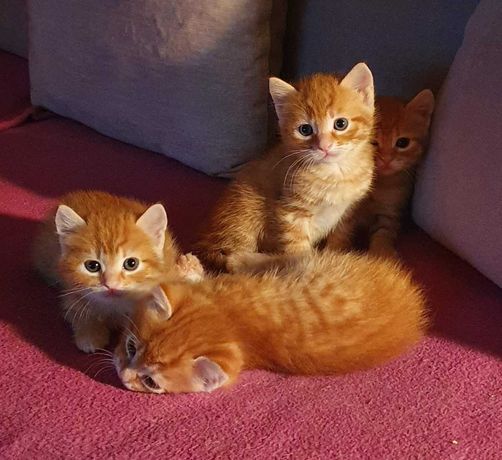 Рыжие сибирские котята