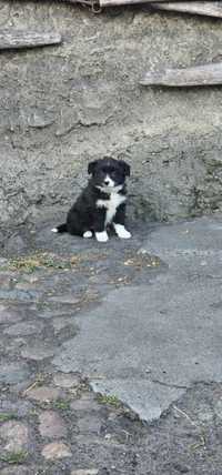 Border collie piesek