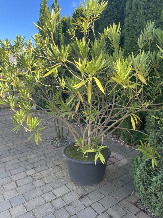 Kwiat doniczkowy oleander