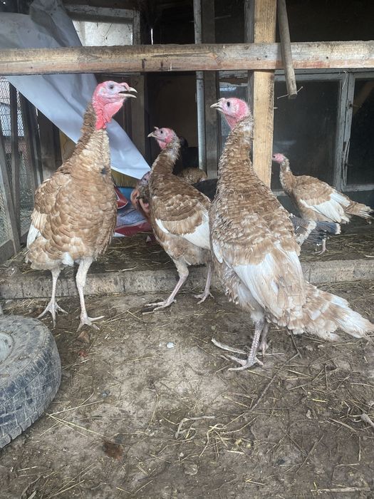 Індики породи Бурбон червоний та прості помісні  на розплід