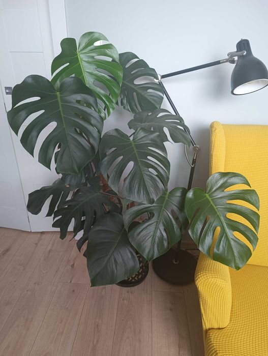 Monstera 140 cm duża